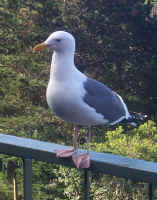 A gull lands outside our room at the Highland Inn