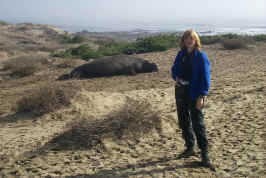 Care visits a seal