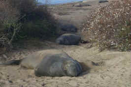 Elephant Seal Ally