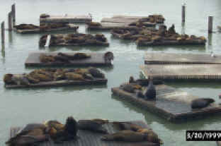 Sea Lions at Pier 39