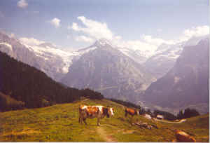 Cows with a view