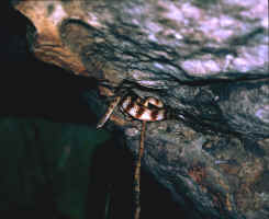 One of our encounters with a Banded Tree Snake