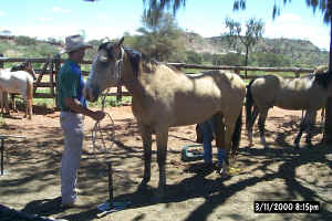 Bill's Favorite Livestock