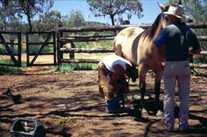 New Shoes for Bill's Horses