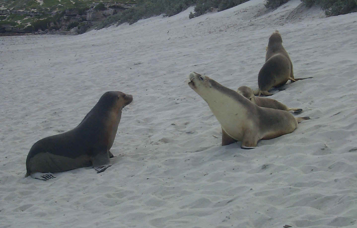 Sea Lions Play