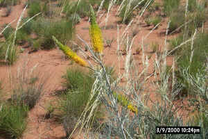 Desert Plants