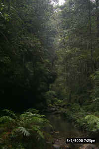 Deep in Blue Mountains