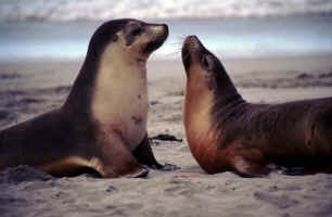 Sea Lions Showing Off For Us