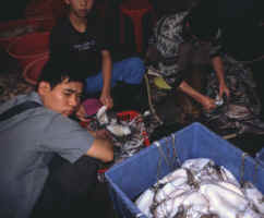 View of Squid from the market