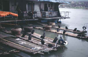 Cormorants waiting for evening fishing trip