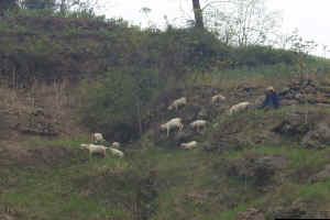 Farmers tending herds and raising crops