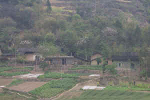 Block Houses with Truck Gardens are very common