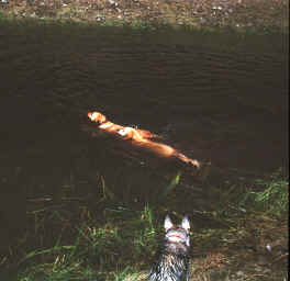 Three Dog Pond