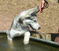 Asia drinks from the water trough