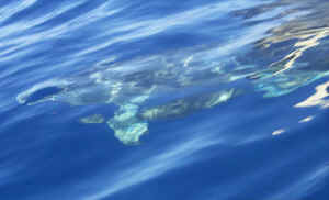 Squint and see the dolphin