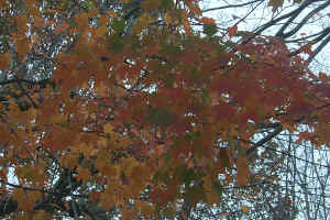 Leaves in Lake Lure