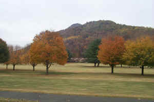 Trees on the golf course