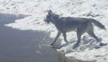 Asia in the surf