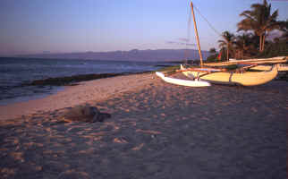 Paradise is a Beach, Palm Tree and a Gentle Breeze