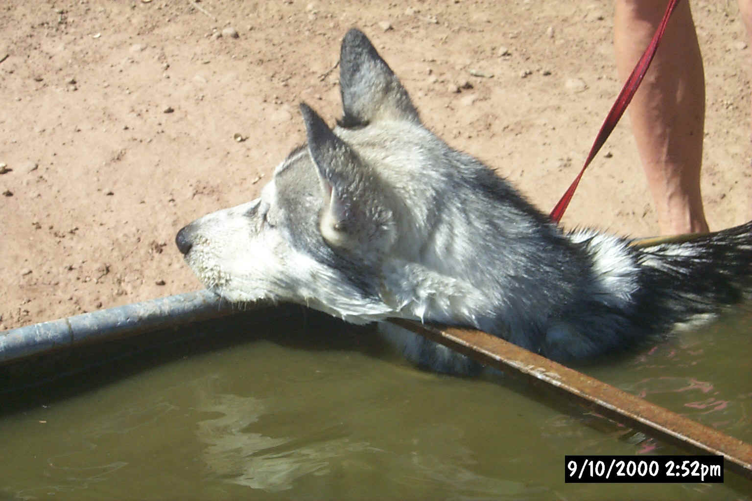 Asia loves the trough