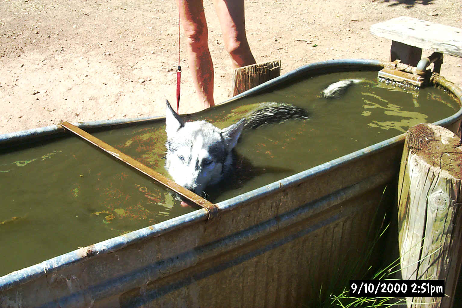 Swimming in the Trough