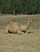 Camel