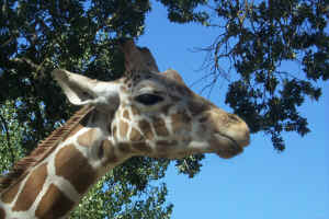 Giraffe