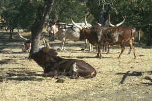 Watusi Cattle