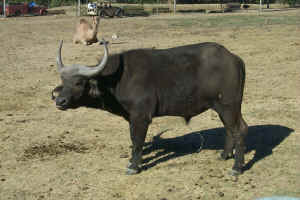 Cape Buffalo