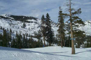 Alpine Meadow