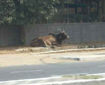 Resting Cow