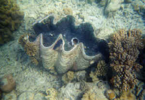 Giant Clam Garden off the island