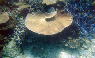 Three types of coral growing together