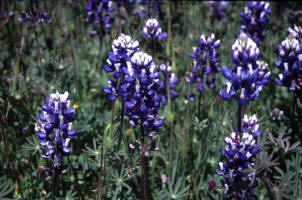 Mountain Flowers