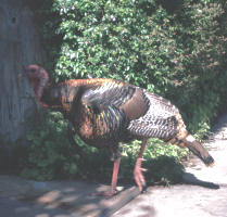 Resident Turkey