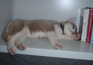 Her job is very stressful