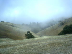 Mt. Tam fog