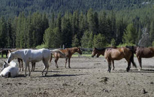 Horses at rest