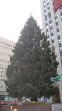 The Rockefeller Center tree