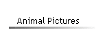 Animal Pictures