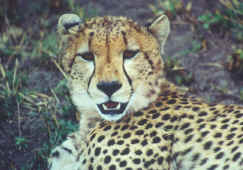 Cheetah