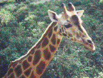 Giraffe close up