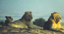 Lions resting