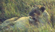 Lion after eating