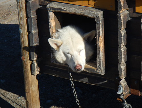 SnowHotel Huskies