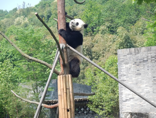 Panda Tree