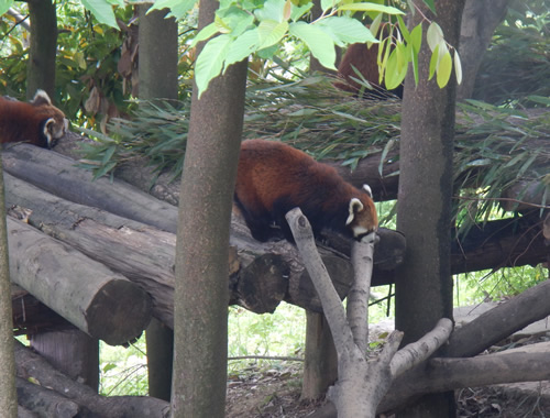 Red Panda