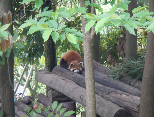 Red Panda