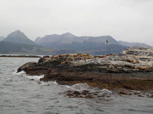 Seals - Beagle Channel