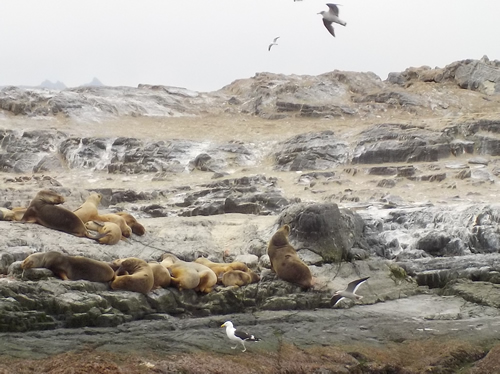 Seals - Beagle Channel